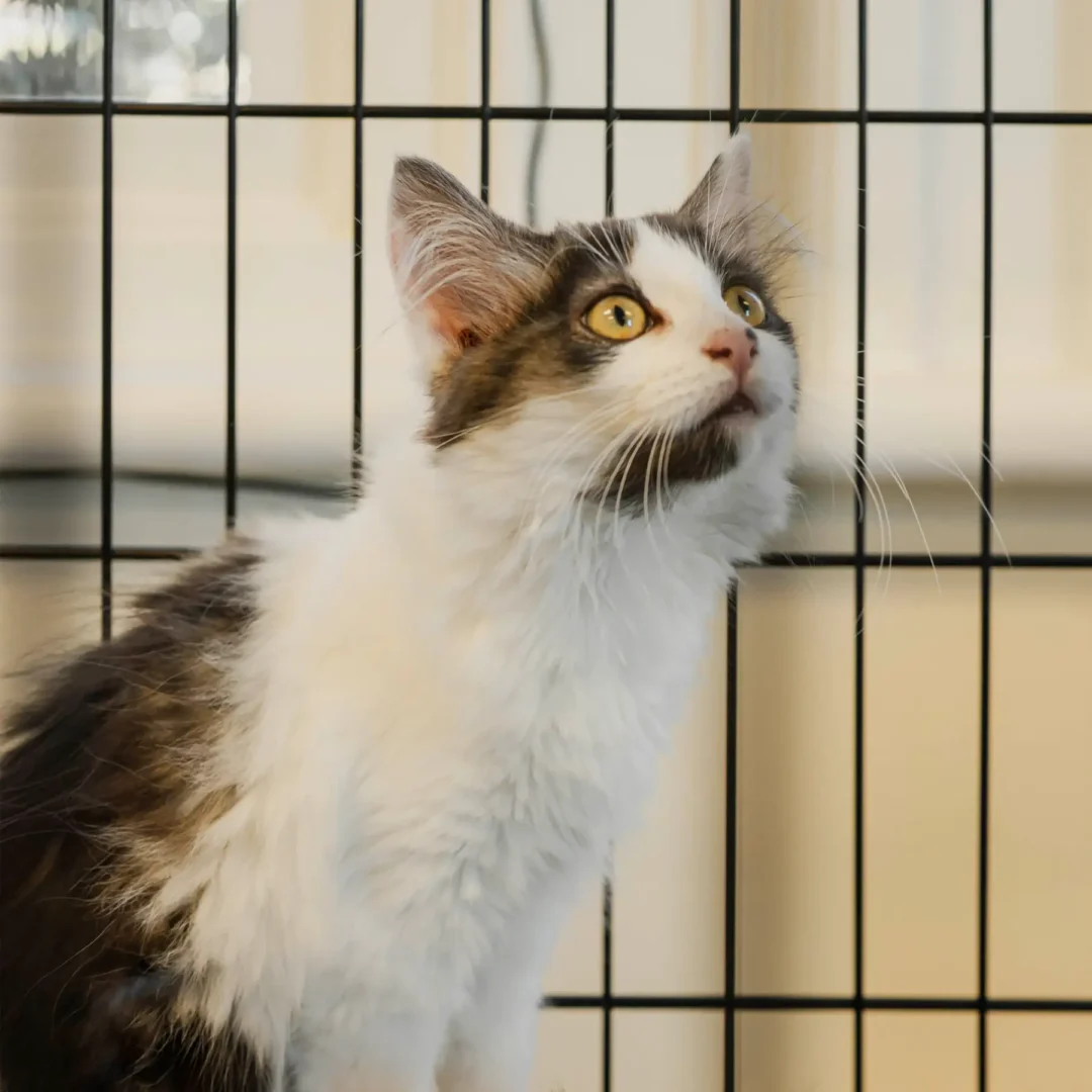 Bienvenue Coffee Fest 2025